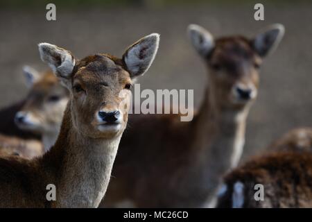 Il daino (Dama Dama) è un mammifero ruminante appartenente alla famiglia Cervidae. Questa specie è originaria di Europa Foto Stock