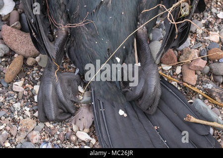 Close up che mostra i piedi del morto un cormorano (Phalacrocorax carbo) giacente su di una spiaggia rocciosa nel sud-ovest della Scozia. Foto Stock