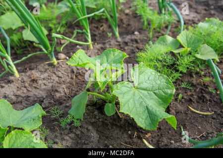 Orto. Giovani piante vegetali cipolla, cetriolo, aneto in giardino in primavera, inizio estate. In stile country. Foto Stock