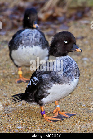 Barrow è Goldeneye (bucephala islandica) femmine, REGNO UNITO Foto Stock