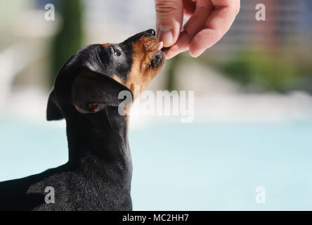 Praga Ratter cucciolo Foto Stock