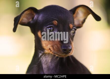 Praga Ratter cucciolo Foto Stock