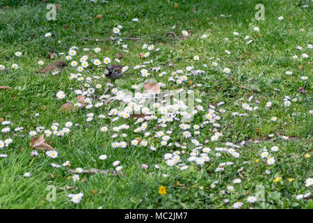 Erba coperto di margherite con un unico maschio di casa passero Foto Stock