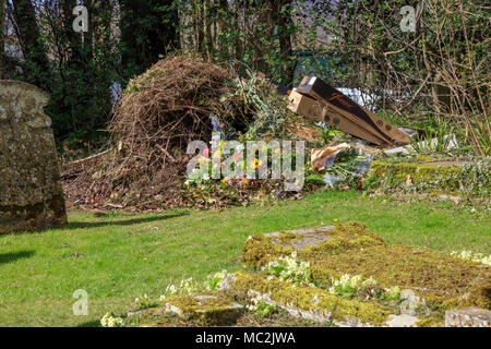 St Mildred' sagrato a inizio primavera, scartato memorial fiori su un mucchio di composto, giallo primule in erba, Tenterden, Kent Foto Stock