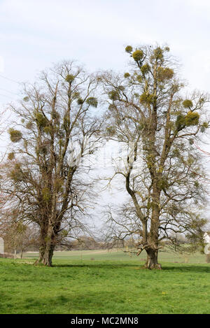 Vischio cresce sugli alberi a Idsworth Inghilterra Hampshire REGNO UNITO Foto Stock