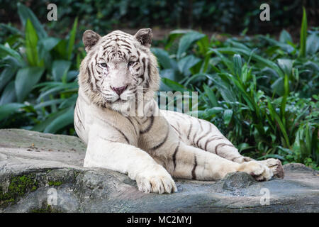 La tigre bianca è una variante di pigmentazione della tigre del Bengala Foto Stock