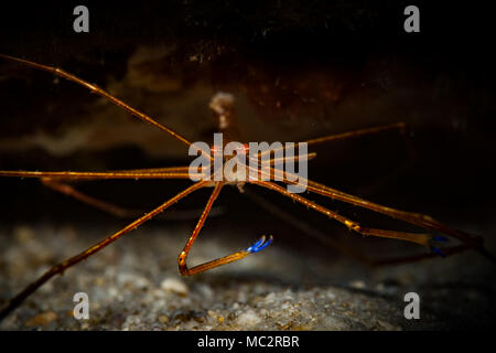 Freccia Yellowline granchio (Stenorhyncus seticornis) sulla barriera corallina in Bonaire, Antille olandesi Foto Stock