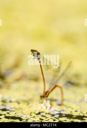 Rosso Grande Damselflies abbinato e la deposizione delle uova in stagno - Pyrrhosoma nymphula Foto Stock