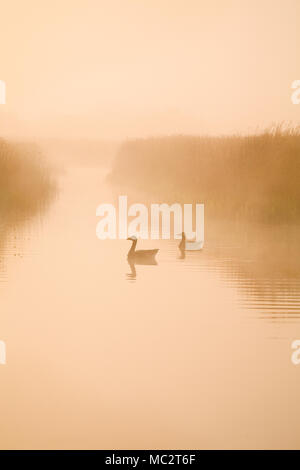 Oche Graylag Hickling su vasta in misty dawn Foto Stock