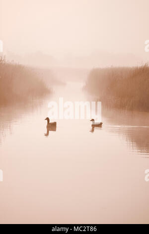 Oche Graylag Hickling su vasta in misty dawn Foto Stock