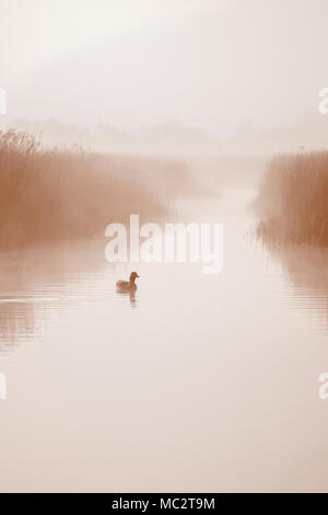 Oca Graylag Hickling su vasta in misty dawn Foto Stock