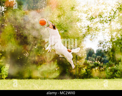 Al giorno d'estate e di sole cane salta per la cattura di flying toy basket ball Foto Stock