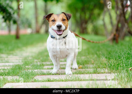 Cane collegato con la linea lungo guinzaglio formazione in classe obbedienza Foto Stock