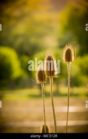 Thistle essiccato con retroilluminazione permanente al sole, giorno caldo e soleggiato, verdi alberi in background. Foto Stock