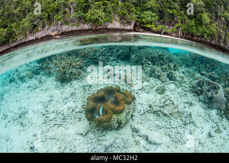 Un gigante clam Tridacna gigas, cresce nei fondali bassi di Raja Ampat, Indonesia. Questa remota regione tropicale porti straordinaria biodiversità marina. Foto Stock