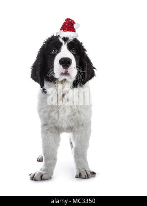 Adorabili in bianco e nero Landseer cucciolo in piedi indossando piccolo cappello di Natale isolato su sfondo bianco Foto Stock