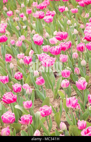 Un campo di tulipani rosa in fiore, Foto Stock