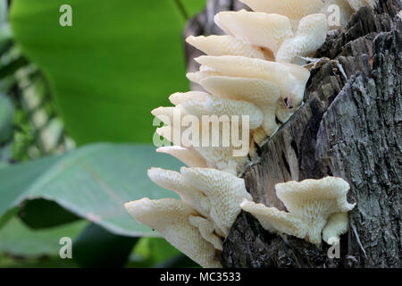 Molti funghi bianco crescente sul legname. Foto Stock
