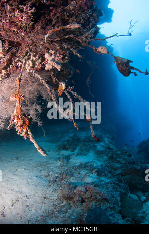 Bella reefscapes subacquea Foto Stock