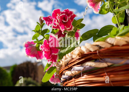 Close-up di un recente piantati cesta appesa la disposizione che mostra i delicati fiori rosa visto in un tradizionale cestello intessute. Foto Stock