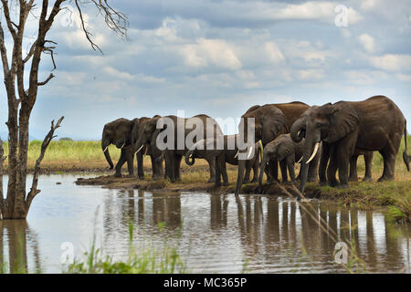 Gli elefanti da con specchio d acqua Foto Stock