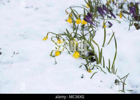 Narciso. Narcisi e crochi fiori nella neve in un giardino di confine, Oxfordshire, Inghilterra Foto Stock
