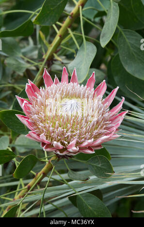 Protea cynaroides, il re protea fiore all'interno della serra ad RHS Wisley Gardens, Surrey, Regno Unito Foto Stock