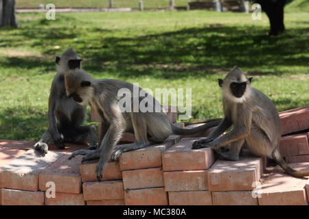 Anuradhapura Nord provincia centrale dello Sri Lanka Langurs grigio seduto su mattoni Foto Stock