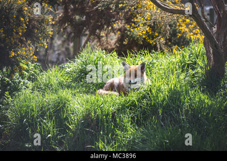 La Volpe rossa (Vulpes vulpes vulpes) è il più grande del vero volpi. Questo vixen è stato visto in appoggio presso il British Centro faunistico, Surrey, Inghilterra Foto Stock