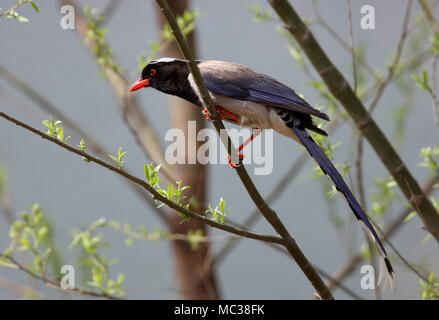 Rosso-Blu fatturati Gazza (Urocissa erythrorhyncha brevivexilla) adulto appollaiato sul ramo vicino a Pechino, Cina possono Foto Stock