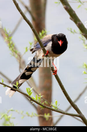 Rosso-Blu fatturati Gazza (Urocissa erythrorhyncha brevivexilla) adulto appollaiato in albero vicino a Pechino, Cina possono Foto Stock