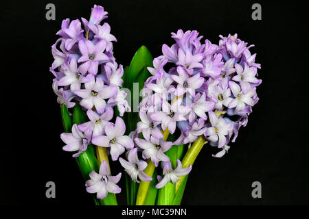 Bouquet da tre fioritura dolce giacinto lilla fiori con foglie verdi close up su sfondo nero isolato - bellissimo dettaglio della molla natur Foto Stock