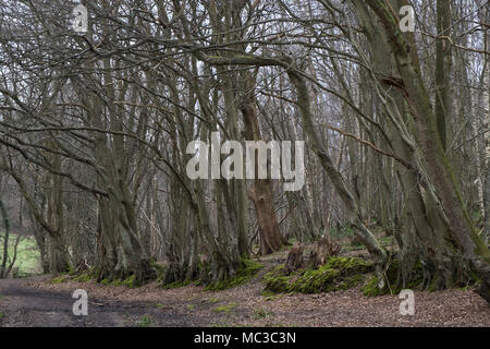 Bosco in East Sussex campagna vicino Hartfield, Inghilterra, Regno Unito. Foto Stock