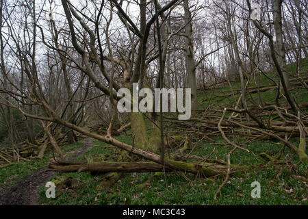 Bosco in East Sussex campagna vicino Hartfield, Inghilterra, Regno Unito. Foto Stock