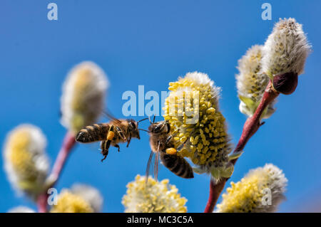 Una ripresa macro di un ape raccoglie il nettare su un amento di willow in primavera Foto Stock