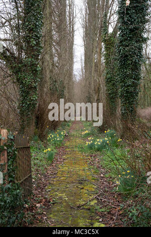 Bosco in East Sussex campagna vicino Hartfield, Inghilterra, Regno Unito. Foto Stock