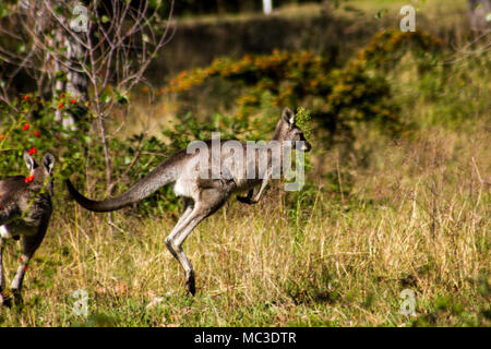 Kangaroo luppolo awy amid erba lunga, l'insolita attrazione a Talbingo Parco Turistico Foto Stock