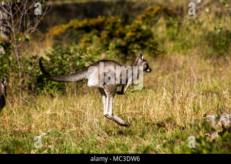 Kangaroo luppolo awy amid erba lunga, l'insolita attrazione a Talbingo Parco Turistico Foto Stock