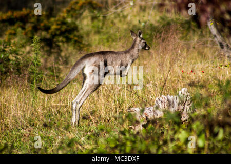 Kangaroo luppolo awy amid erba lunga, l'insolita attrazione a Talbingo Parco Turistico Foto Stock