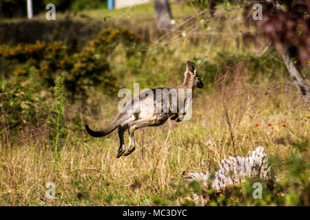 Kangaroo luppolo awy amid erba lunga, l'insolita attrazione a Talbingo Parco Turistico Foto Stock