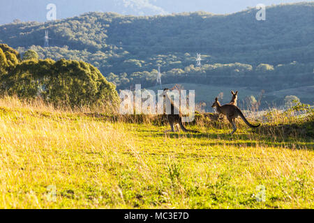 Tre i canguri in piedi sul bordo di una montagna, retroilluminato dal compianto aftenoon sun con un altra montagna in background Foto Stock