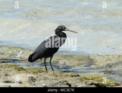 Scogliera orientale Heron (Egretta sacra), modulo scuro, pesca a bordo dell'acqua, Isola Verde, della Grande Barriera Corallina, estremo Nord Queensland, QLD, FNQ, GBR, Austr Foto Stock