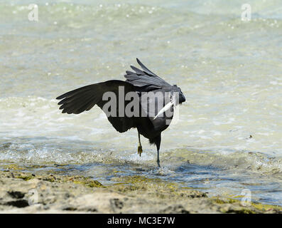 Scogliera orientale Heron (Egretta sacra), modulo scuro, pesca a bordo dell'acqua, Isola Verde, della Grande Barriera Corallina, estremo Nord Queensland, QLD, FNQ, GBR, Austr Foto Stock