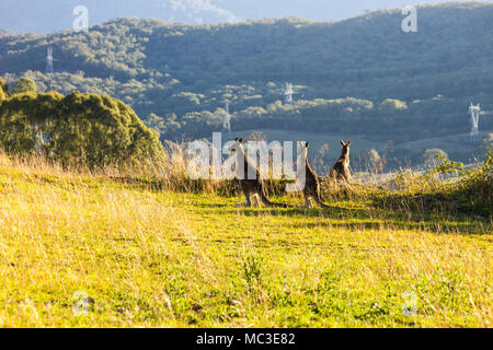 Tre i canguri in piedi sul bordo di una montagna, retroilluminato dal compianto aftenoon sun con un altra montagna in background Foto Stock