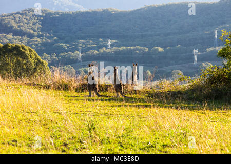 Tre i canguri in piedi sul bordo di una montagna, retroilluminato dal compianto aftenoon sun con un altra montagna in background Foto Stock