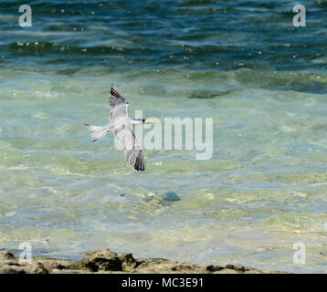 Crested Tern in volo (Thalasseus bergii, precedentemente Sterna bergii), la Grande Barriera Corallina, estremo Nord Queensland, QLD, FNQ, GBR, Australia Foto Stock