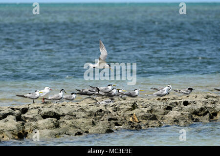 Gli adulti e i ragazzi colonia di Sterne crestato (Thalasseus bergii, precedentemente Sterna bergii), la Grande Barriera Corallina, estremo Nord Queensland, QLD, FNQ, GBR, Aus Foto Stock