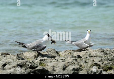 Crested Tern con il cibo nel becco (Thalasseus bergii precedentemente Sterna bergii), la Grande Barriera Corallina, estremo Nord Queensland, QLD, FNQ, GBR, Australia Foto Stock