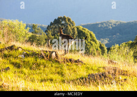 Il salto di canguro sul bordo di una montagna, illuminato dal sole con un altra montagna in background Foto Stock