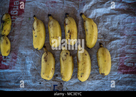 Banane sul display del mercato alimentare, Goroka, altipiani orientali, provincia di Papua Nuova Guinea Foto Stock